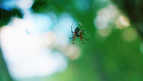Spider-on-spider-web-with-bokeh