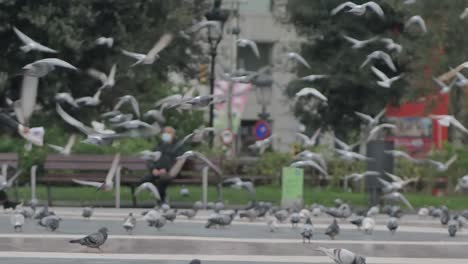 City-Centre-Plaza-Catalunya,-Flock-of-Pigeons-Taking-off,-Barcelona,-Spain,-Slow-Motion