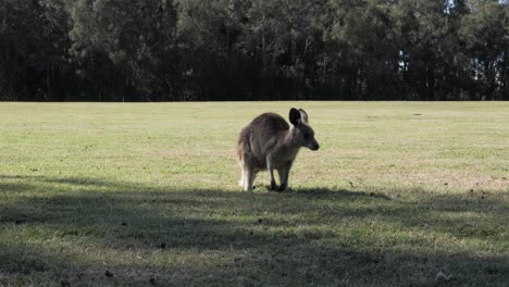 Baby-Joey-Känguru-Grast-Auf-Einem-Schattigen,-Grasbedeckten-Feld-Im-Australischen-Outback