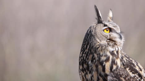 Medium-shot-of-eagle-owl-on-forest-background