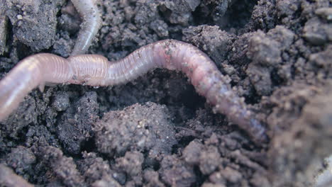 Close-up-of-an-earthworm-as-it-digs-in-the-earth