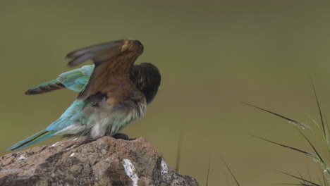 Blue-Cheeked-Bee-eater-on-a-rock-ruffles-its-feathers-and-stretches-during-early-morning-in-grassland