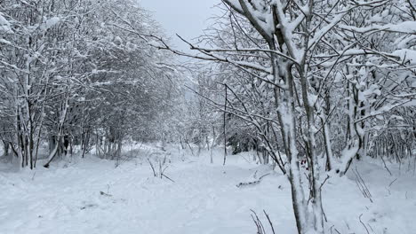Hermoso-Paisaje-Invernal-Con-Nieve-Que-Cubre-El-Bosque-Caducifolio