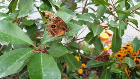 Intricate-design-on-brown-underside-of-Morpho-menelaus-butterfly