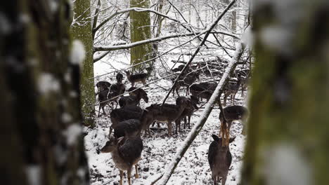 Fallow-deer-herd-grazing-in-snow-in-a-winter-forest,between-two-trees