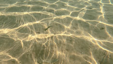 Gestreifte-Kleine-Fische-Am-Sandboden-In-Wunderschönem,-Klarem,-Türkisfarbenem-Wasser