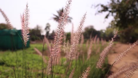 meadow-lane-beside-rice-field-in-the-morning