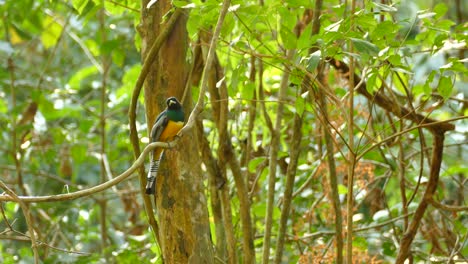 Realtime-footage-of-a-tropical-blue-and-yellow-bird-with-striped-long-tail-feathers,-perched-on-a-long-vine,-carefully-watching-it's-surroundings,-shot-in-the-untouched-rainforest-of-Panama