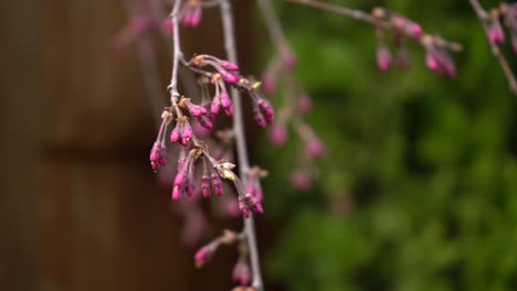 Japanischer-Weinender-Kirschblütenbaum,-Der-Im-Frühling-Knospt