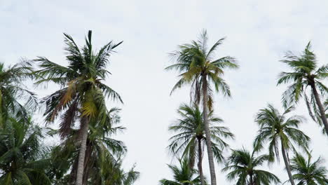 Palmen-Entlang-Der-Straße-Blicken-Nach-Oben,-Während-Sie-Neben-Hohen-Kokospalmen-Fahren