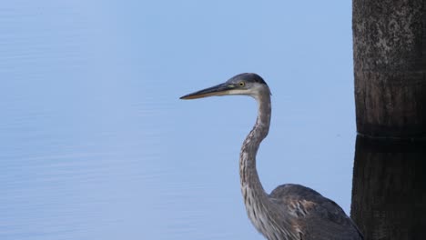 Closeup-shot-of-a-heron-wading-through-water-in-clear-light
