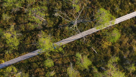 Man-walks-on-path-in-green-nature-at-swamp,-static-aerial-drone-shot