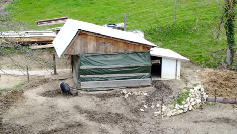 Cerdos-Domésticos-En-Un-Paddock-De-Granja-Al-Aire-Libre