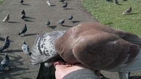 Slow-motion-wild-pigeons-feeding-eating-peanuts-from-human-hand-in-public-park