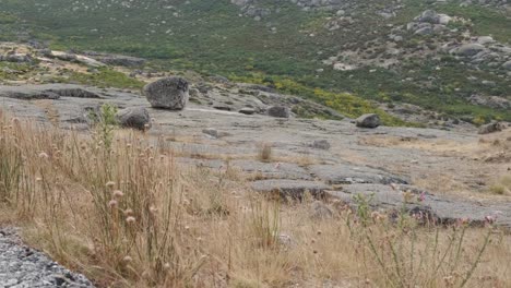 Black-goat-and-sheepdog-walking-on-mountain-of-Serra-da-Estrela-in-Portugal