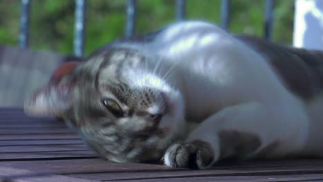 Tabby-Katze-Auf-Holztisch,-Die-In-Der-Sonne-Schläft,-Sich-Umdreht-Und-Streckt