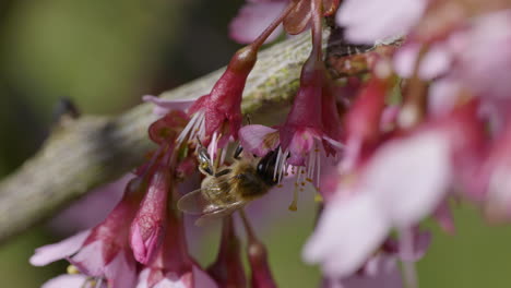 Macro-close-up-showing-honey-bee-pollinating-scented-blossom-of-cherry-tree-during-sunny-day-in-spring