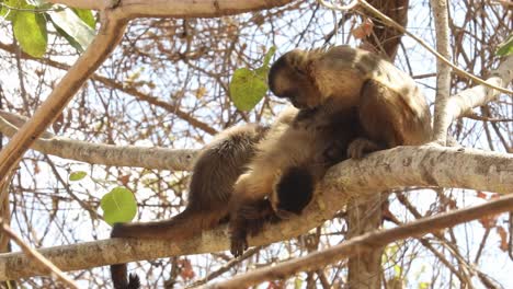 Una-Tropa-De-Monos-Capuchinos-Del-Nuevo-Mundo-Se-Acicalan-Entre-Sí-En-Las-Copas-De-Los-árboles-Del-Pantanal-Brasileño