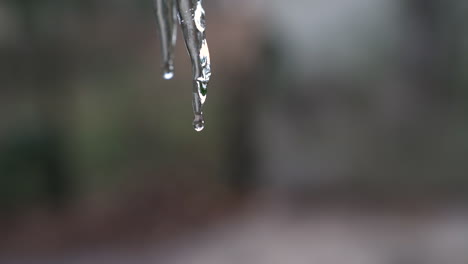 Static-shot-as-water-drops-slowly-falling-from-the-top-of-icicle-copy-space
