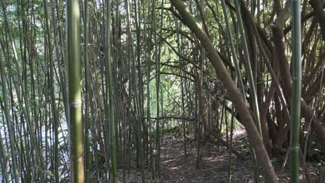 Small-path-through-dense-bamboo-forest