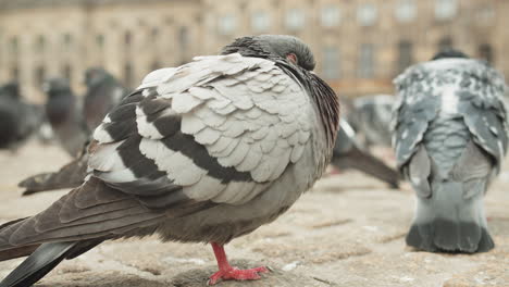 Flock-Of-Rock-Doves-Resting-On-A-Park-In-City-Of-Amsterdam,-Netherlands