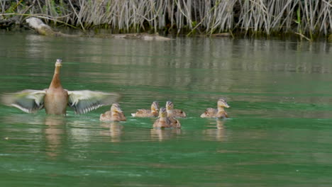 Tracking-shot-of-adult-duck-with-kids-floating-in-nature-pond,close-up