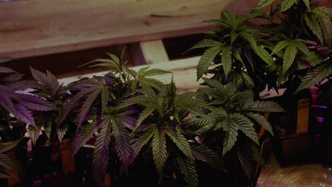 Dyi-Cannabis-Marihuana-Thc-Cbd-Cultivo-Casero-En-Una-Tienda-De-Campaña-Con-Luces-Y-Ventilación-Afición-A-Pequeña-Escala-Configuración-De-Dormitorio-De-Repuesto-Con-Un-Presupuesto-Esquejes-De-Clonación-Baratos