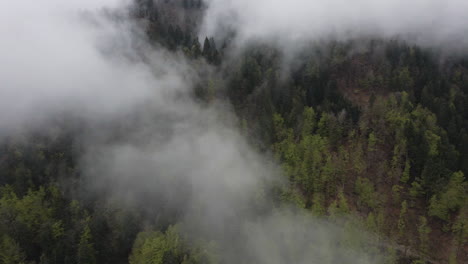 Flying-above-the-misty-treetops-of-pine-tree-forest-on-mountainside