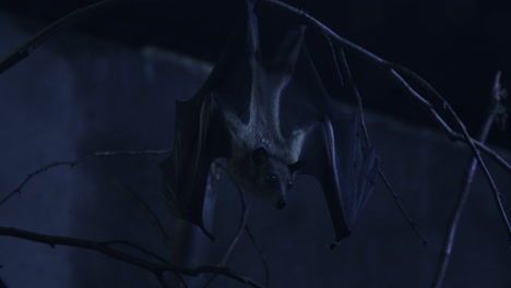 Fruit-bat-hanging-in-cave-moonlit