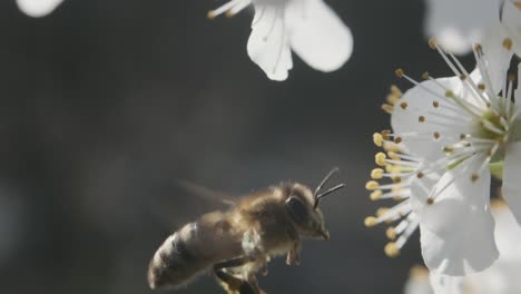 Close-up-Honey-bee-flying-around-white-blackthorn-cherry-blossom-super-slow-motion
