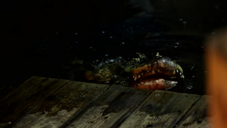 Ein-Gruseliger-Alligator,-Der-Auf-Ein-Dock-Klettert-–-Horrorfilmmonster