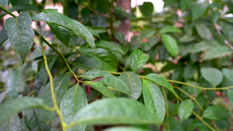 Bush-of-green-Guayusa-Leaves-growing-in-bright-amazon-rainforest-in-South-America