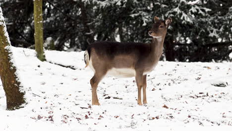 Fallow-deer-does-hopping-away-in-snow,winter-forest,Czechia