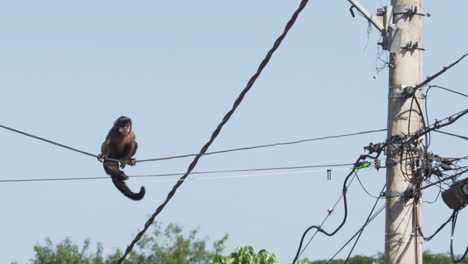 Monkey-balancing-at-one-electric-wire-while-it-moves-crossing-a-street