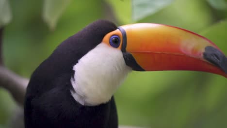 Slow-motion-closeup-of-a-Giant-Toucan-opening-its-bill-and-looking-around