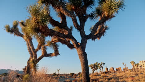 Langsames-Schwenken-Auf-Einem-Joshua-Tree-Bei-Sonnenuntergang-In-Der-Joshua-Tree-Wüste-In-Kalifornien