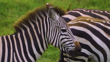 Afrikanische-Zebras-Stehen-Und-Wedeln-Mit-Dem-Schwanz-In-Der-Hellen-Sonne-In-Der-Heißen-Savanne