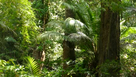 A-pristine-Rainforest-in-Panama