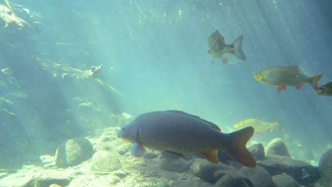 Nahaufnahme-Tropischer-Fischarten,-Die-Im-Klaren-Süßwassermeer-Schwimmen-Und-Durch-Sonnenstrahlen-Beleuchtet-Werden