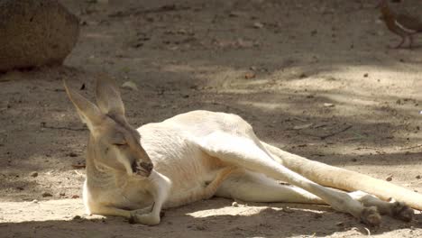 Red-kangaroo-rests-peacefully-basking-in-the-sunlight