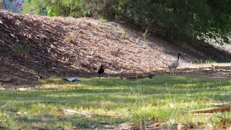 Ibis-bird-and-a-raven-wandering-on-low-land-field-in-sunlight---wide-static-wildlife-shot