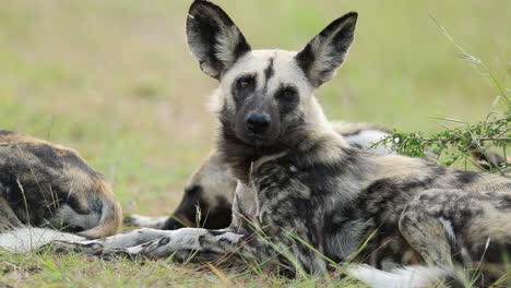 Ruhender-Afrikanischer-Wildhund-Mit-Großen-Ohren,-Sehr-Aufmerksam-Auf-Aktivitäten-In-Der-Nähe