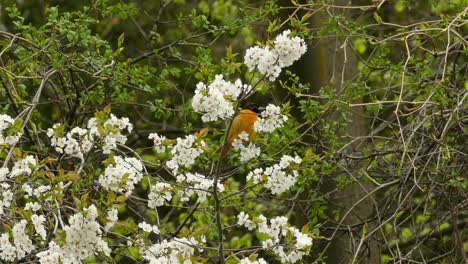 Männlicher-Baltimore-Oriole-Vogel,-Der-Auf-Einem-Blumenzweig-In-Einem-Wald-Thront