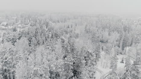Aerial-view-forwarding-shot-of-a-snow-covered-frozen-pine-forest-forest-in-Amatciems,-Latvia-on-a-cloudy-day