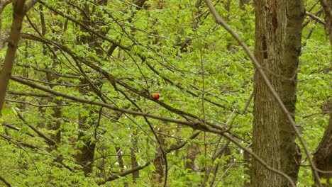 Un-Pájaro-Tangara-Escarlata-Saltando-Entre-Ramas-En-El-Bosque