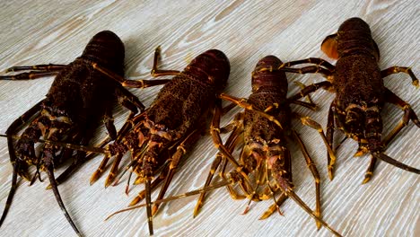 Four-red-brown-spiny-crayfish-lying-together;-high-angle-static