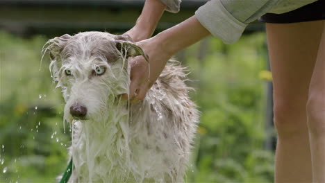 Hund-Beim-Baden-–-Husky--Und-Collie-Mischung-Leckt-Gesicht,-Während-Er-Geschrubbt-Wird,-Zeitlupe-Vorne