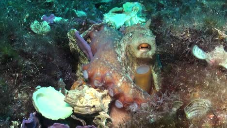 Reef-Octopus-close-up-with-empty-shells-in-the-Mediterranean-Sea