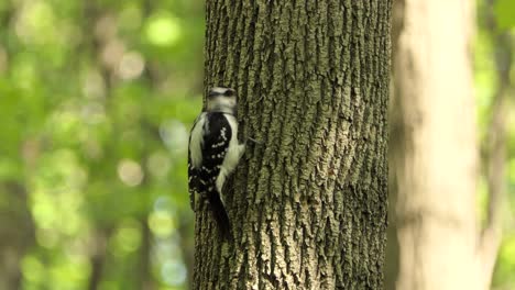 4K-A-female-hairy-woodpecker,-leuconotopicus-villosus