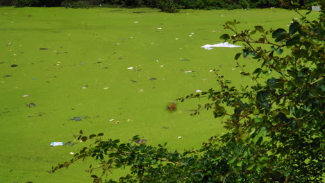 Primer-Plano-De-Río-Verde-Contaminado-Con-Objetos-De-Plástico-En-Thai-An,-Vietnam